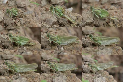 Stylurus flavipes